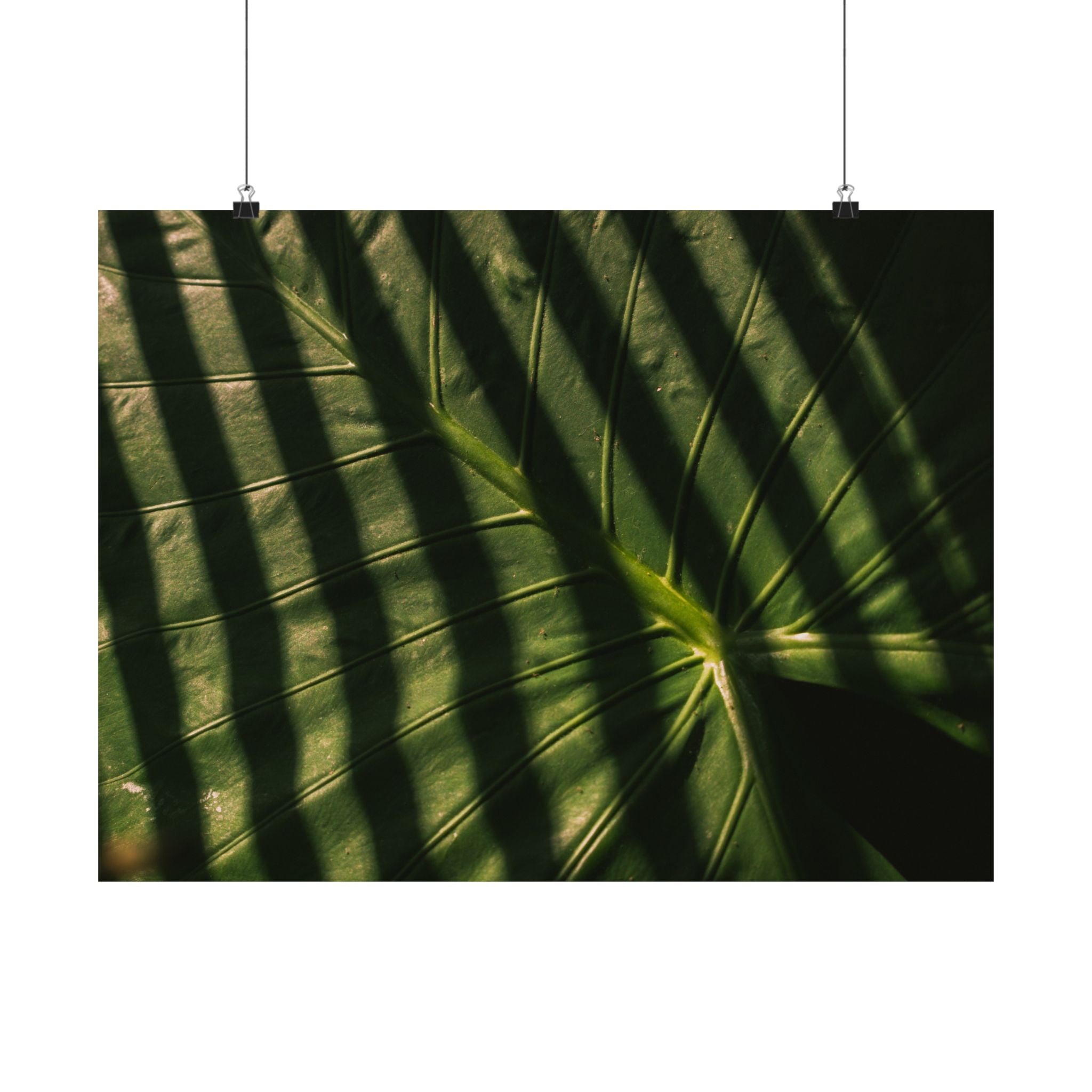 Elephant Ear Plant Matte Horizontal Poster — Cinematic Botanical Wall Art