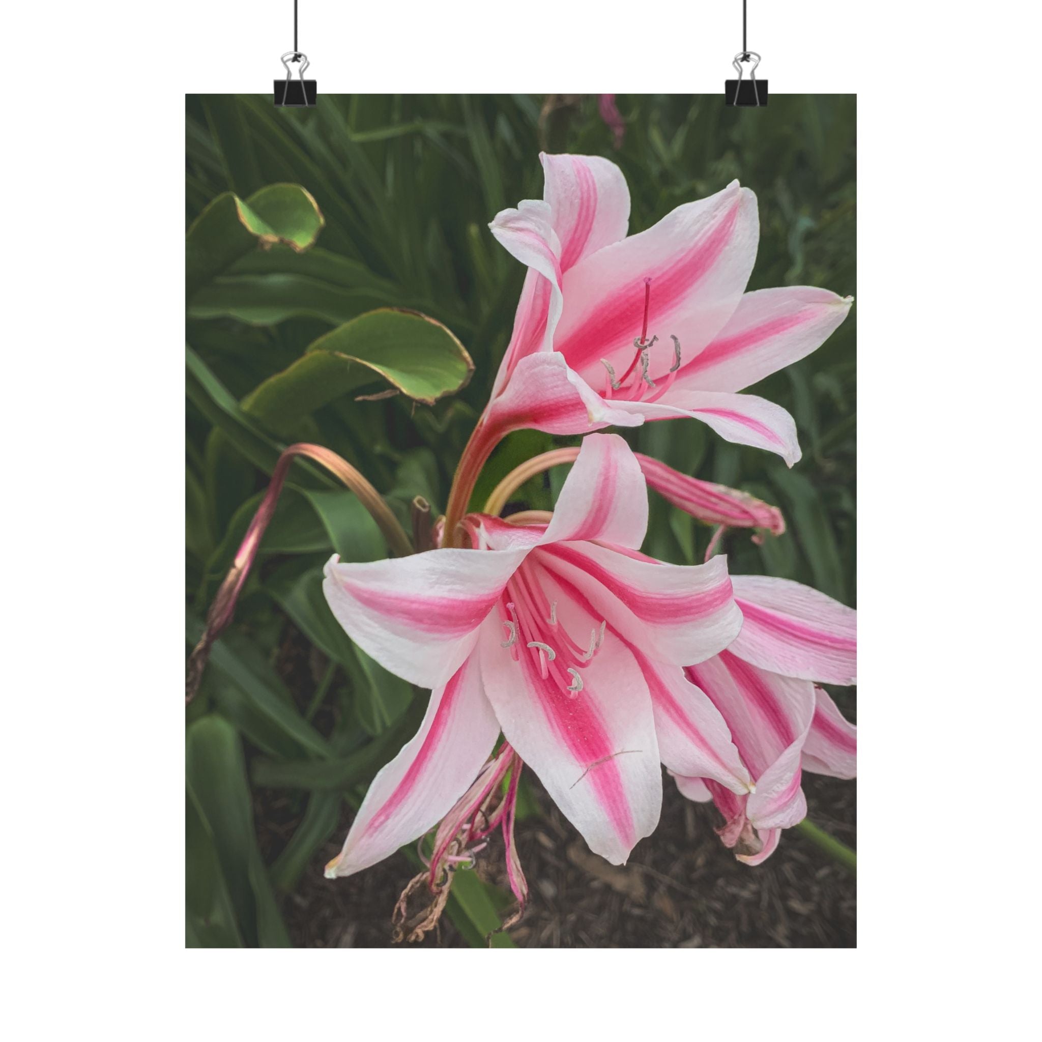 Pink Lily Botanical Matte Poster — Vertical Floral Wall Art