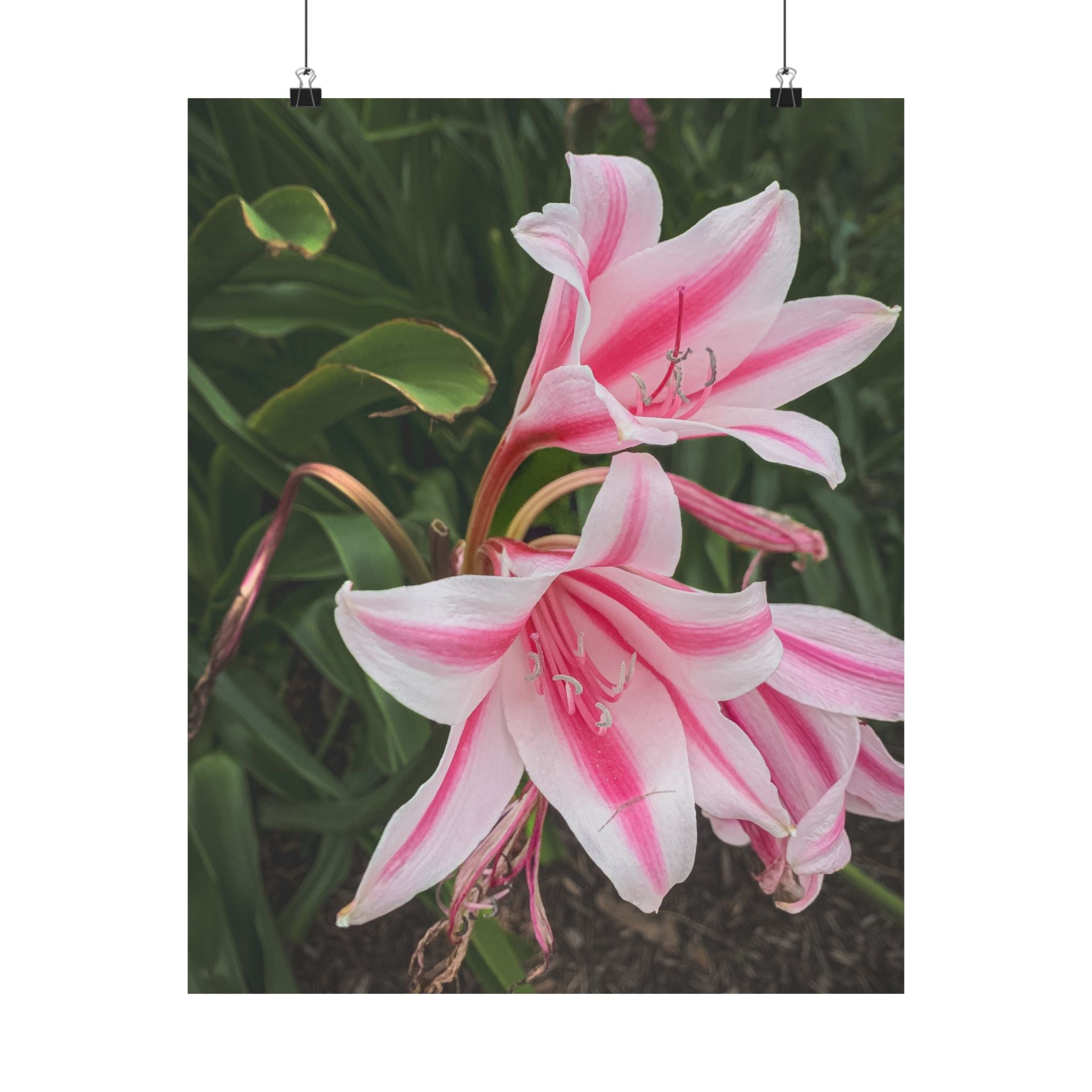 Pink Lily Botanical Matte Poster — Vertical Floral Wall Art
