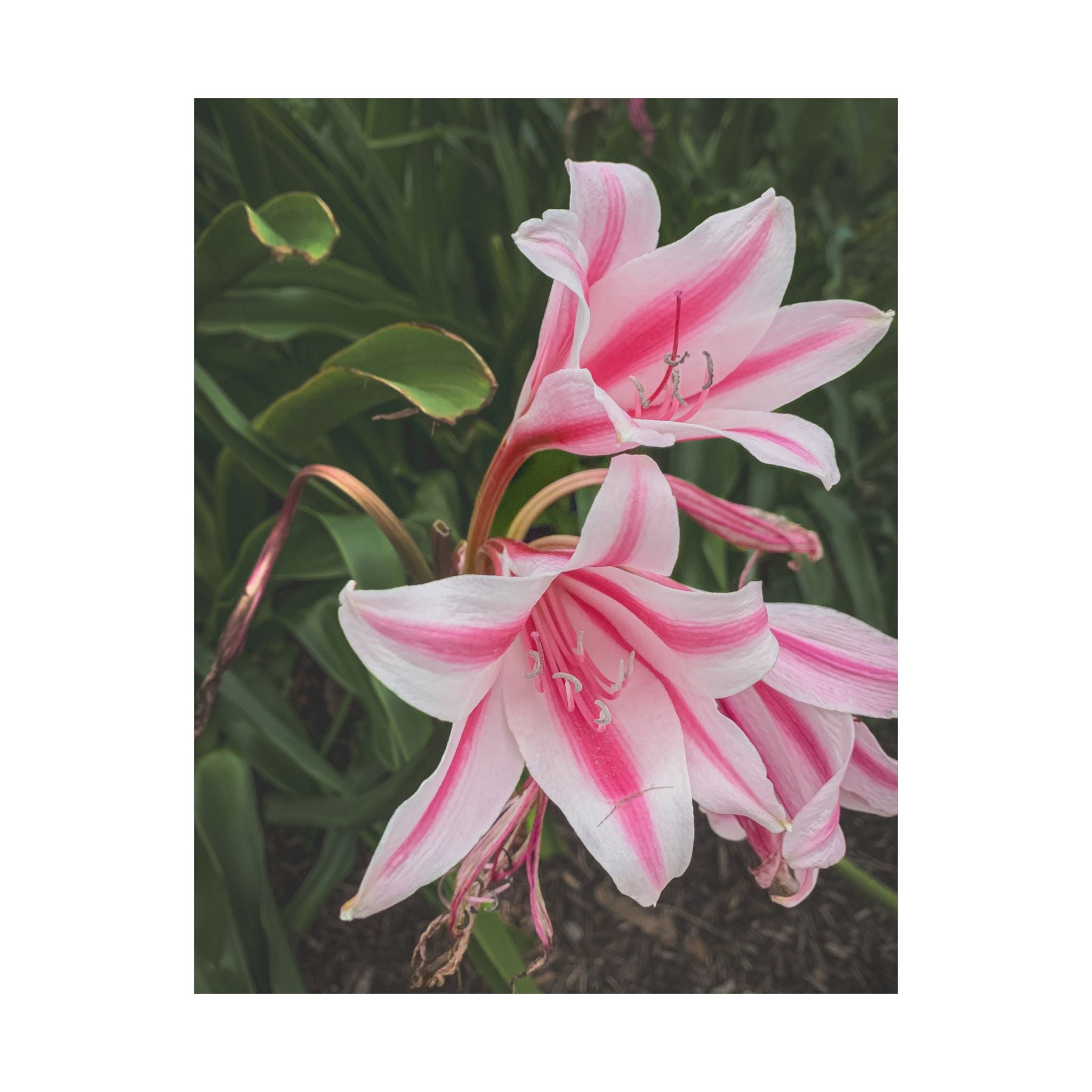 Pink Lily Botanical Matte Poster — Vertical Floral Wall Art