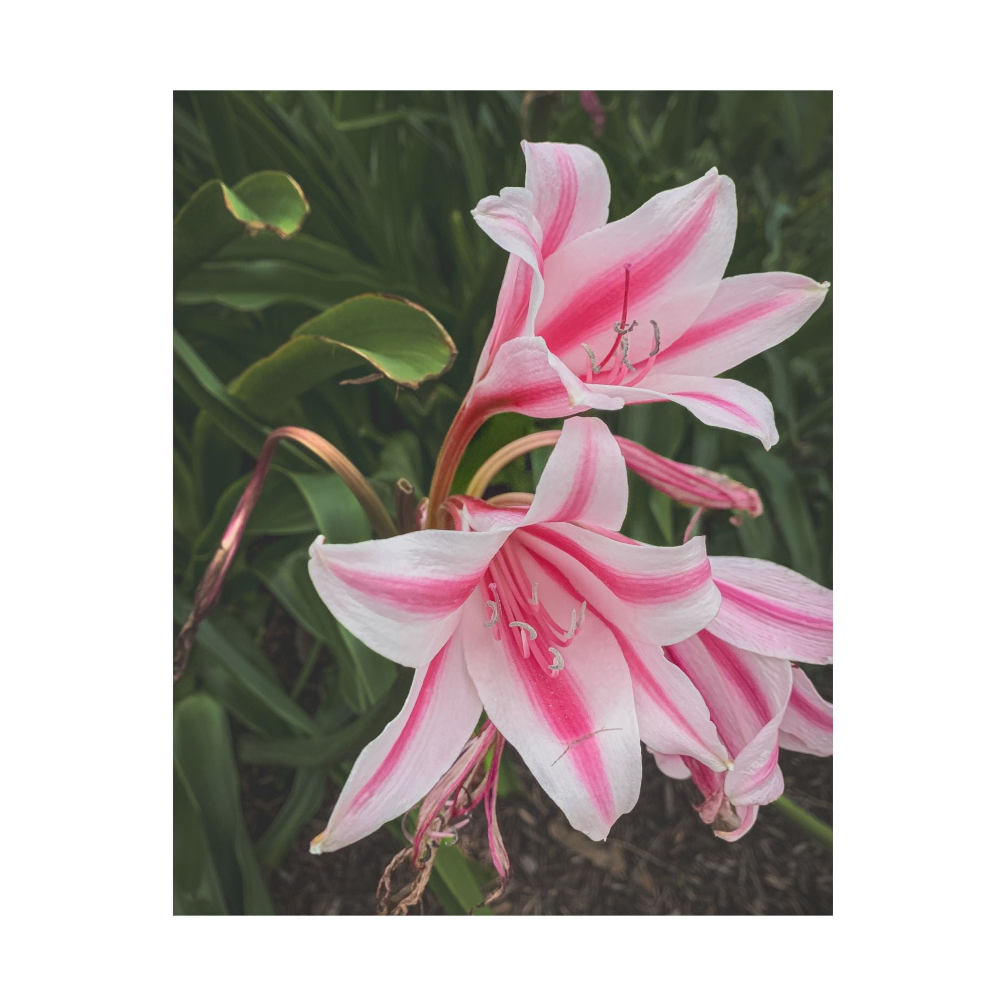 Pink Lily Botanical Matte Poster — Vertical Floral Wall Art