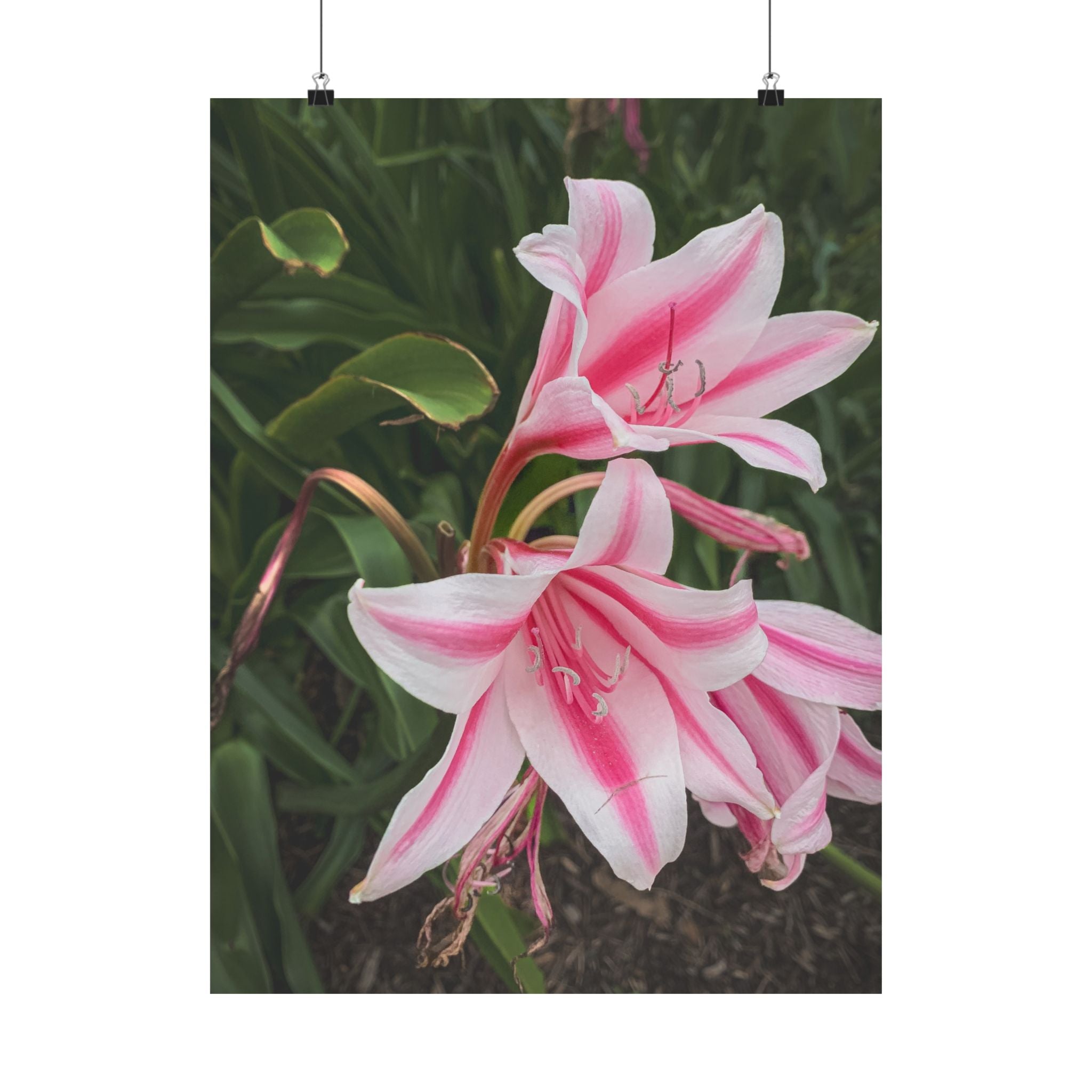 Pink Lily Botanical Matte Poster — Vertical Floral Wall Art