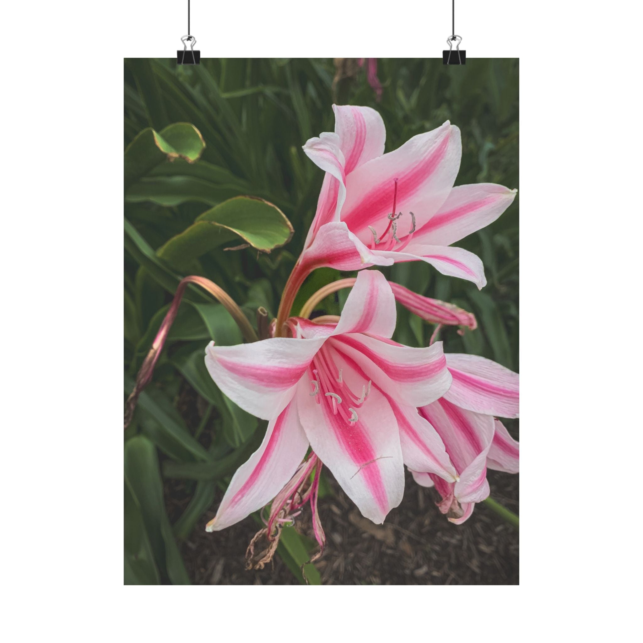 Pink Lily Botanical Matte Poster — Vertical Floral Wall Art