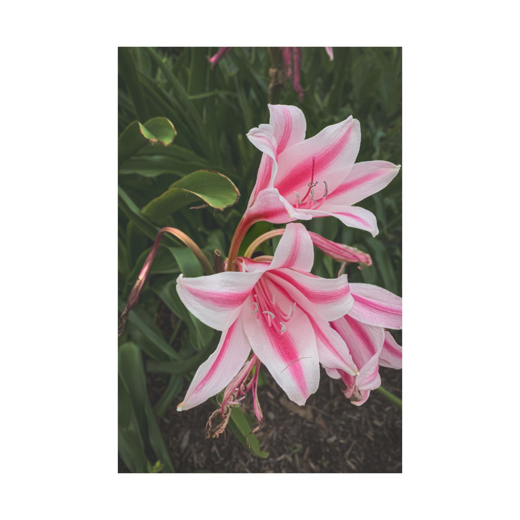 Pink Lily Botanical Matte Poster — Vertical Floral Wall Art