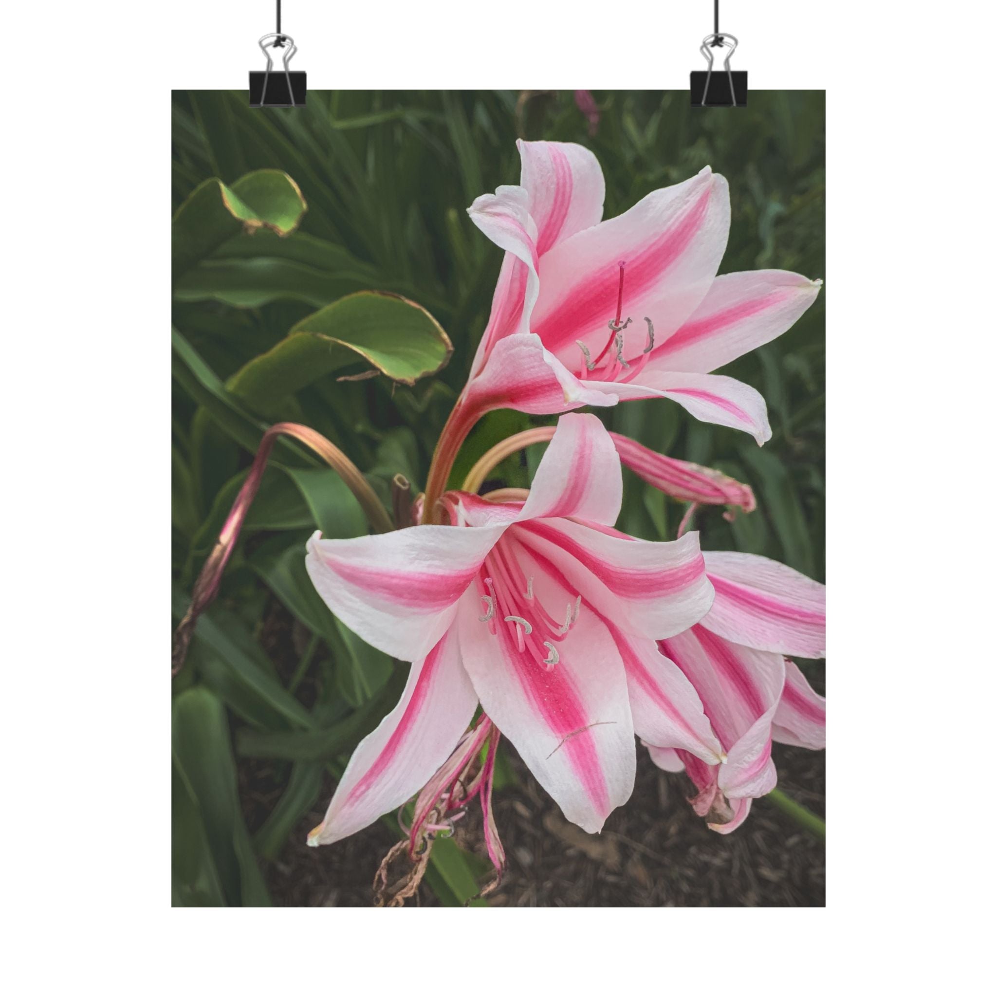 Pink Lily Botanical Matte Poster — Vertical Floral Wall Art